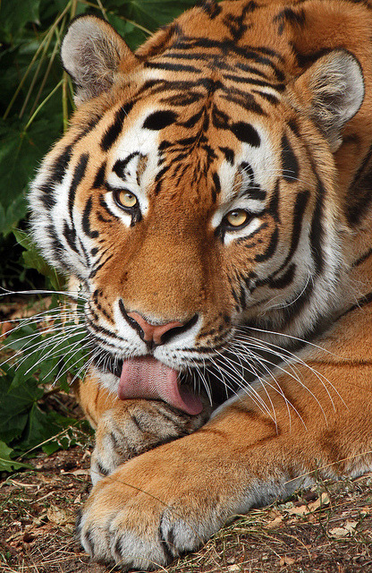 funnywildlife:  Amur Tiger by j.a.kok on Flickr.  ~