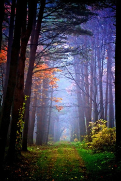 Forest path, Hachimontai, Japan.  By Jasohill