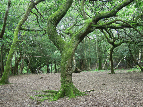 New Forest 7 by frangliz on Flickr.