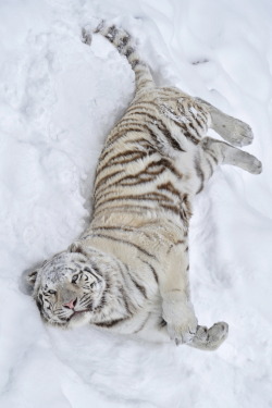 hydrvgen:  r2–d2: White Tiger by (Josef