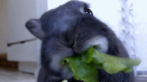 twerkforyoutube:  BUNNIES THO.              ilysm    masterdean94