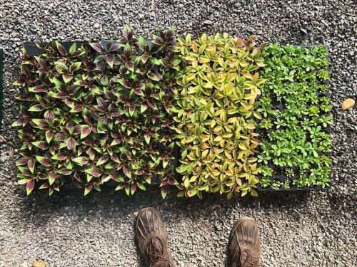 Three West African leafy green headed to the farm this week: Efo Shoko (Celosia leaf), Aleho (Amaran