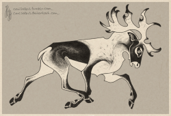 canisalbus:Rangifer