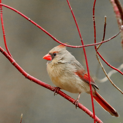 A cardinal fits right in, among the dogwood. 