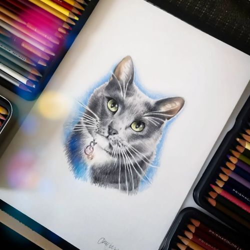✨Cat Portrait✨ . . Done using @prismacolor Pencils. . . . . . . . #catdrawing #catdrawings #colourre