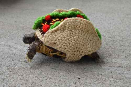 chelsapp:This is Taco, my Russian Tortoise, dressed up as a taco.(made by www.etsy.com/shop/MossyTor