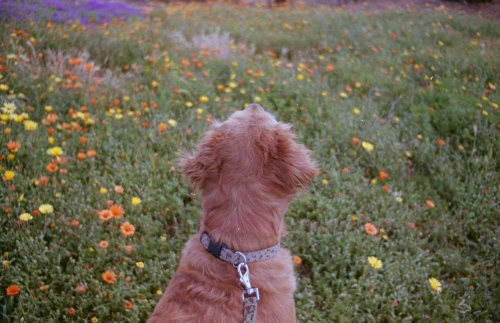 jeezlouisephotos:  flowers & pup 