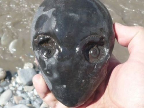 bogfox:monstersoutofthecloset:unexplained-events:This stone  with impressions of snail shells o