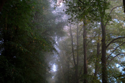 90377:   Autumn trees in the mist by net_efekt