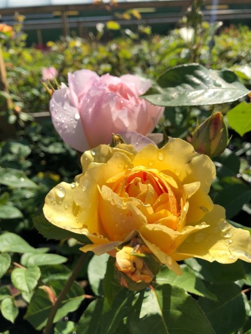 lava-lea:Went to the garden centre to get some plants for outside and look how pretty these freshly 