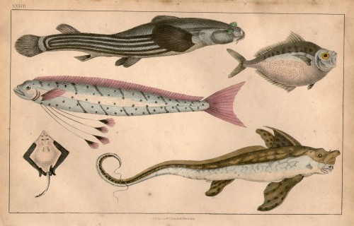 19th century hand coloured steel engraved plate of Fish from an encyclopaedia  printed c1875 Ho