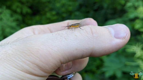 Locust Sawfly - Nematus tibialisWhile researching more into this curious specie of insect, I primari