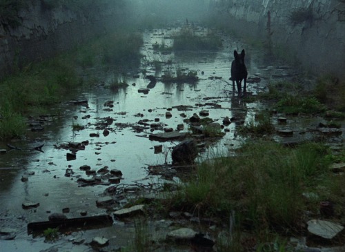 Stalker | Andrei Tarkovsky | 1979