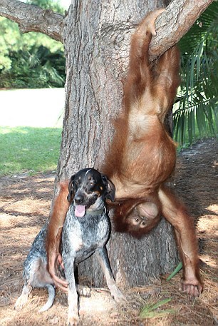 archiemcphee:Here’s an endearing new story for the Department of Unexpected Interspecies
