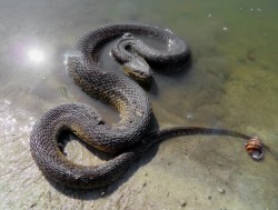 wildwesjames:  This girl was being extra photogenic today. Green watersnake (Nerodia clyclopion)