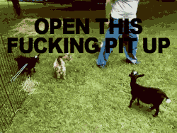 arclightweight:  Zoe, do you have a thing for baby goats?