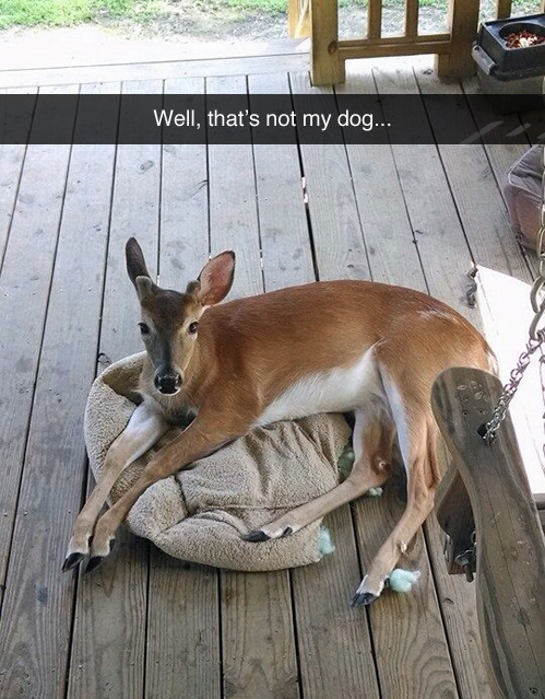 meatbicyclevevo:  is-earned-not-given:  sultana-bran:  jesselaceypanties:  whose dog is it?  It’s not a dog it’s a kangaroo  99% sure that’s not a kangaroo    look at that kangaroo 
