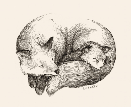 I love foxes :)