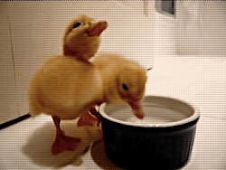 my-teen-quote:  feeling sad? look at this baby animal blog!