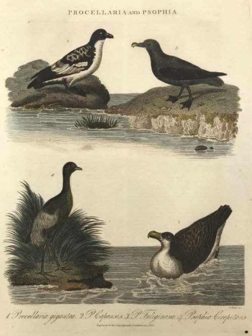 “Procellaria and Psophia”, John Wilkes, 1826Hand colored engraving from Encyclopaedia Lo