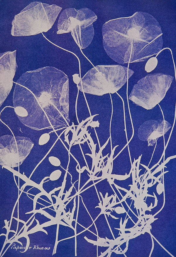 eiginleiki: Anna Atkins