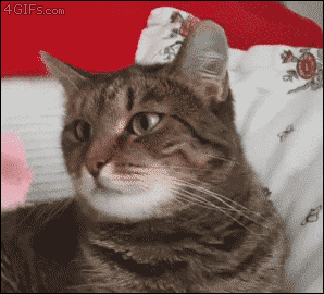 4gifs:  Flower causes cat to malfunction.