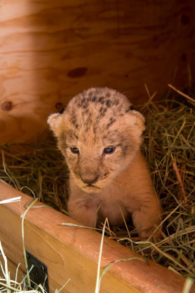 zooborns:  Oregon Zoo’s Lion Pride Grows  Neka, a 6-year-old African lion at the