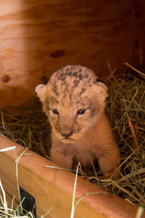 zooborns:  Oregon Zoo’s Lion Pride Grows  Neka, a 6-year-old African lion at the Oregon Zoo, gave birth to three healthy cubs on September 7. Veterinarians conducted their first examination of the 12-day-old cubs, and found that all three cubs are girls!