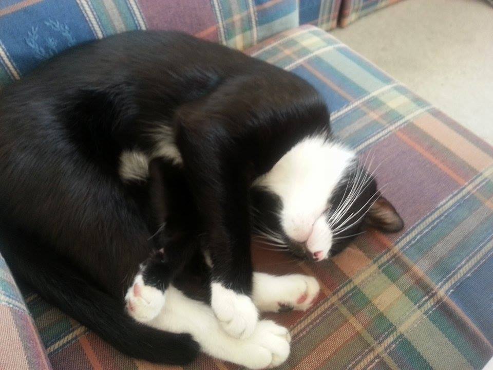 cute-overload:  Found this cutie in the alley behind my house last night. Now she
