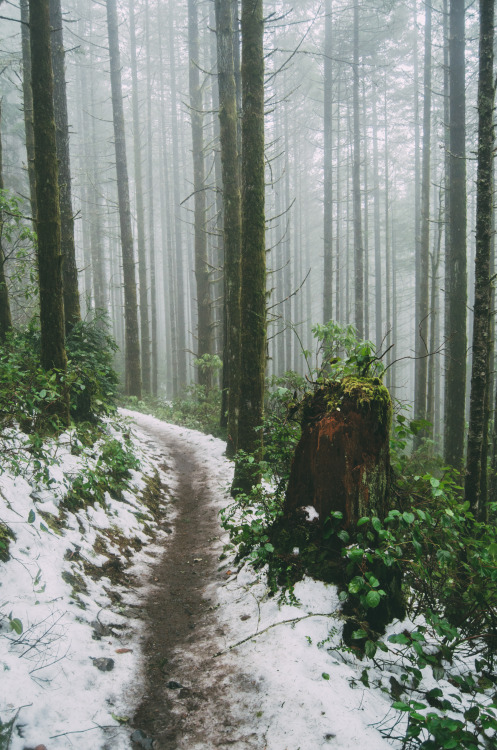 millivedder:Foggy ForestPrint Shop