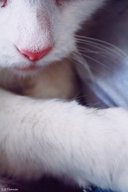 -vvaste:  cats nose | photo taken by meplease don’t delete the caption, thanks