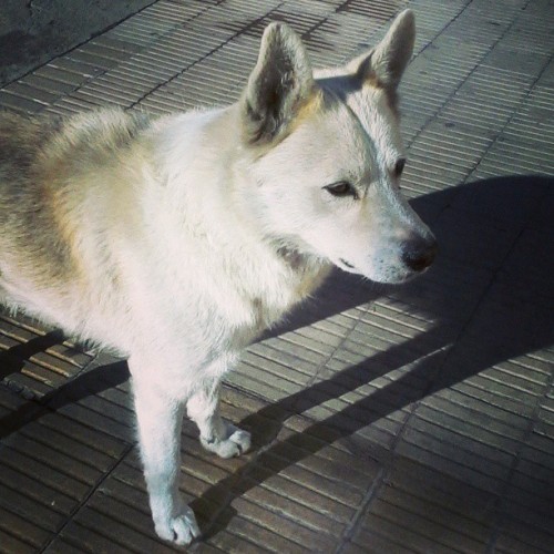 Honey <3 #husky #Siberian #wolf #street #dog #animal #beautiful #white #wild #wolves