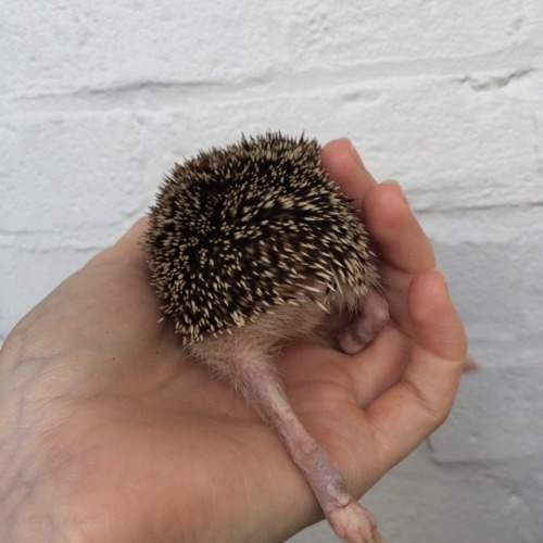 stick m leggy out real far