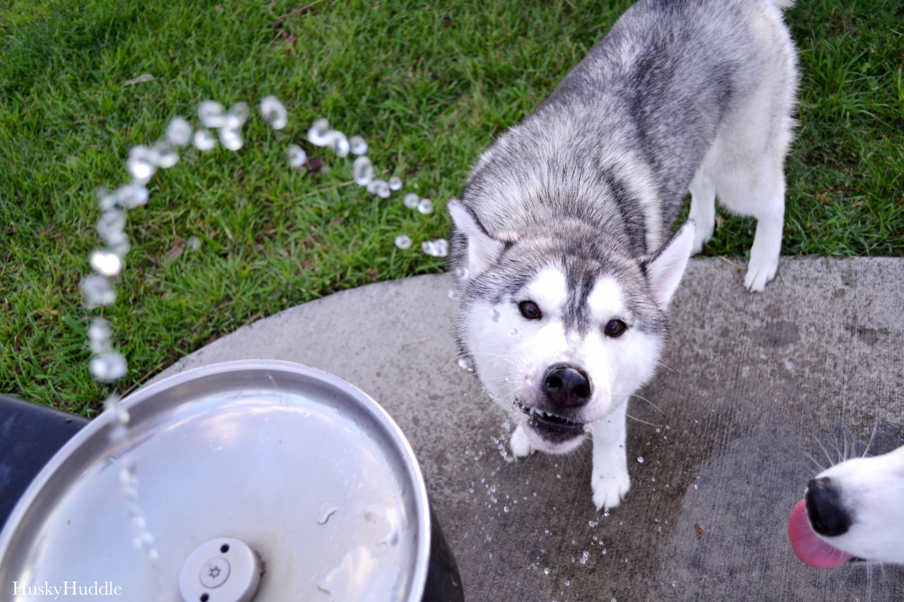 huskyhuddle:  Hubble’s fountain experience. He isn’t so good at it yet.