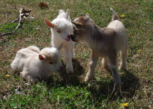 XXX babygoatsandfriends:  Fuss-Budget Farm  photo