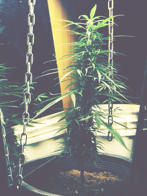 Into A Stoner's Mind!