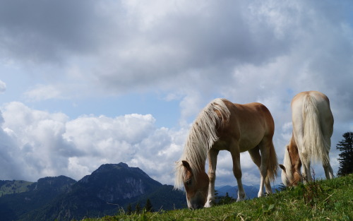 Haflinger am Berg.Haflinger horses in the mountains.