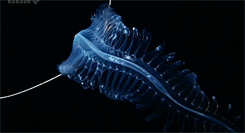 armenianweezy:  captainatlantic:  The Deep Sea Alien Worm, Tomopteris  nope 
