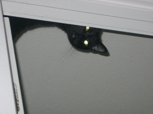 catsbeaversandducks:  “Hey, kid!… Psst!… Wanna buy some catnip?” (Please click on each photo for sources)