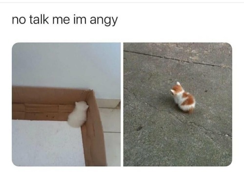 daily-cat-memes:  Your daily dose of cat memes   @fairyneko 