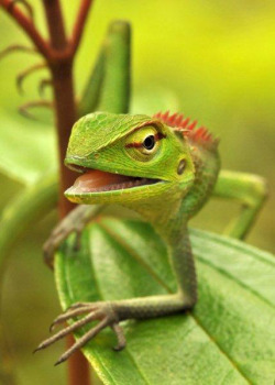 1Llumin4Tion:  Sri Lankan Green Garden Lizard By George Cruiser On Flickr. 