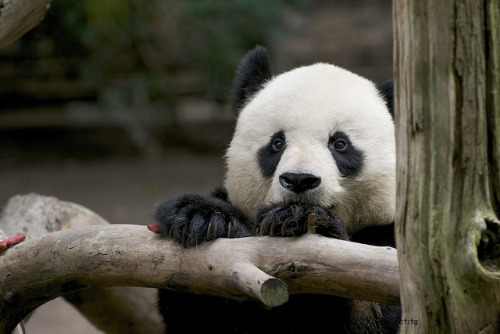 Porn sdzoo:  Our giant male panda Gao Gao is photos