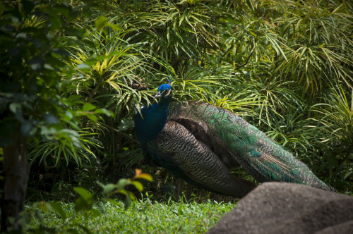 blue peafowl