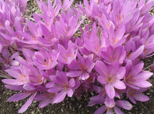 Autumn crocus, or Meadow Saffron (Colchicum autumnale). Notice how there’s no green bits? The 