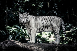Bendhur   llbwwb:  For the tiger lovers:)