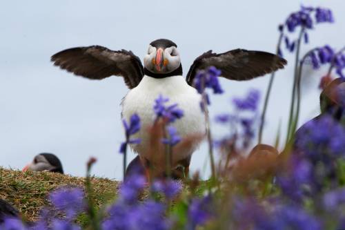 peacephotography: Puffins on Lunga island, Scotland.Photograph: Murdo MacLeod