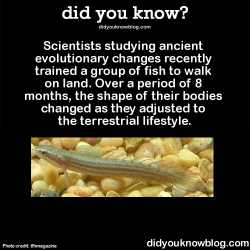 did-you-kno:  Scientists studying ancient