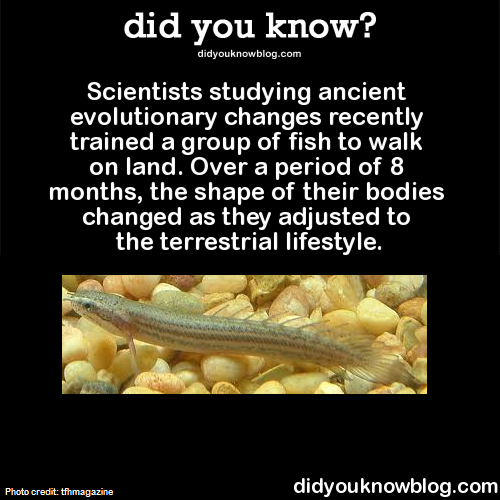 did-you-kno:
“Scientists studying ancient evolutionary changes recently trained a group of fish to walk on land. Over a period of 8 months, the shape of their bodies changed as they adjusted to the terrestrial lifestyle. Source
”