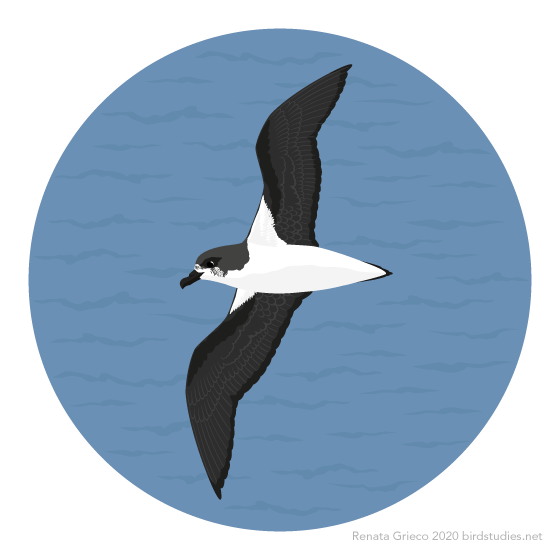 December 12, 2020 - Fea’s Petrel (Pterodroma feae)
These petrels are found in the Atlantic Ocean from the northwestern coast of Africa, north to western Europe and west to the southeastern United States. Previously considered a subspecies of the...