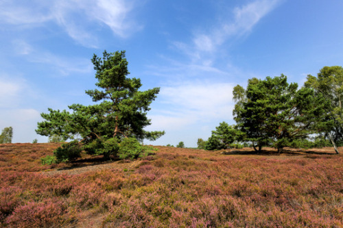 The heath in bloom under a big, big sky